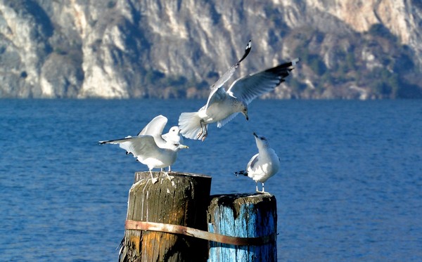 Hotel Angelini a pochi passi dal lago di Garda, accoglienza e comfort per il tuo soggiorno